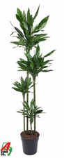Dracaena Janet Lind XXL 180 cm