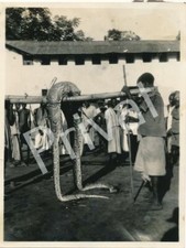 Foto afrikanische Zivilisten Riesen-Schlange Python ? Tanzania 1937 F1.26