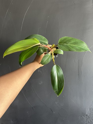 Philodendron red emerald - red,