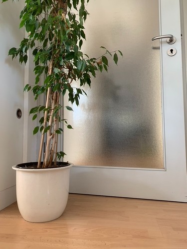Birkenfeige ficus - xl,
