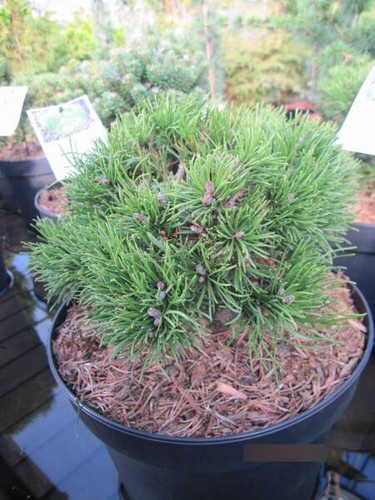 Pinus mugo jezek zwergkiefer - pinus,