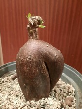 Pachypodium bispinosum L