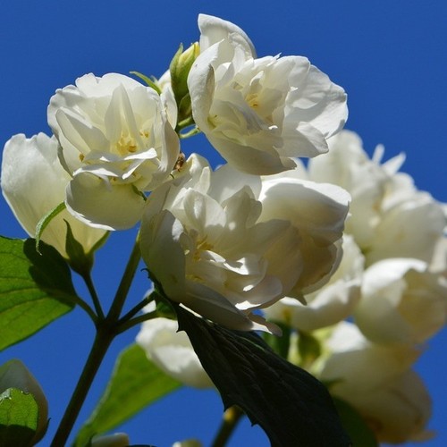 Duftender gartenjasmin - duftender,