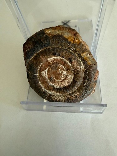 Ammonit alpinoceras haueri - alpinoceras,
