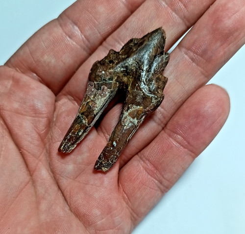 Eozän fossil basilosaurus wal - eozän,