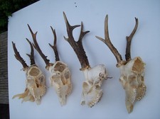 Gehörne Rehgehörne Geweihe Rehbock Geweih Gehörn Trophäen Alt Deko Basteln