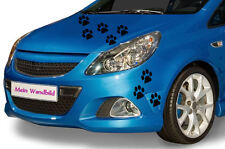 Tier Pfoten Katzenpfoten