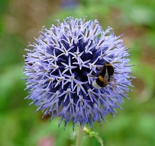 Kugeldistel Veitch's Blue - Echinops ritro - 25 Samen