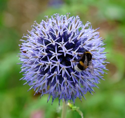 Kugeldistel veitch blue - veitch's,