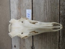 echter Rothirschschädel / Abwurfstangen / Basteln 18