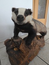 🦡 Präparierter Dachs auf