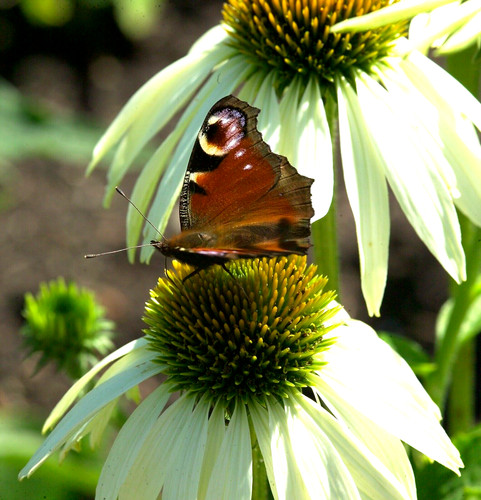 Samen wildblume blumen - samen,