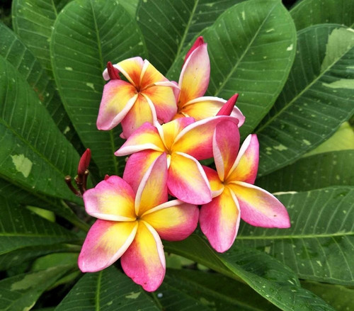 Frangipani plumeria sonic - frangipani,