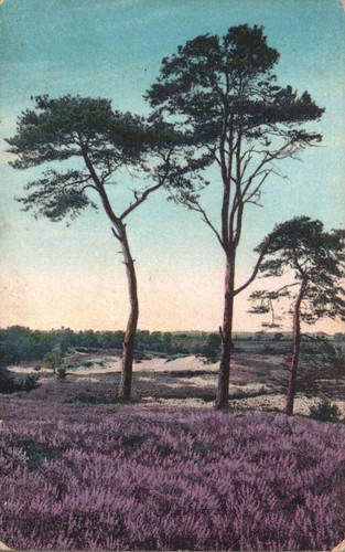 Blühende heide landschaft - ak, heide,