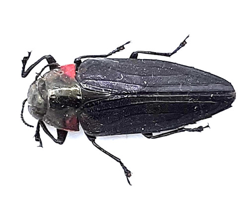 Buprestidae belionota - buprestidae,,