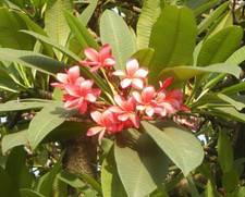Plumeria -Frangipani- Samen
