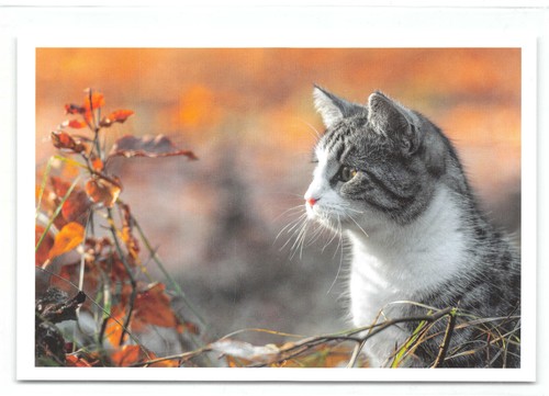 Postkarte katze hab - katze, "hab