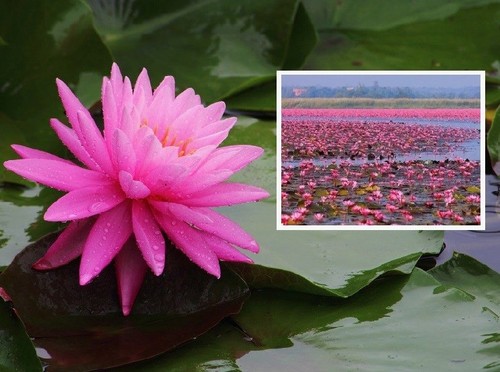 Seerose rosenymphe - seerose,