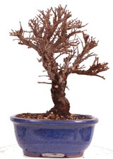 Bonsai - Ulmus parvifolia