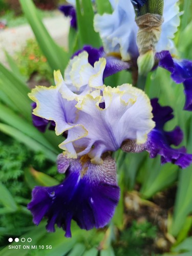 Hohe iris schwertlilie - hohe, iris,