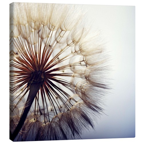 Leinwandbild große pusteblume - große,