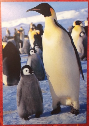 Djh mutter baby - djh, kaiserpinguin