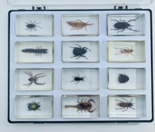 12x Insekten Sammelbox