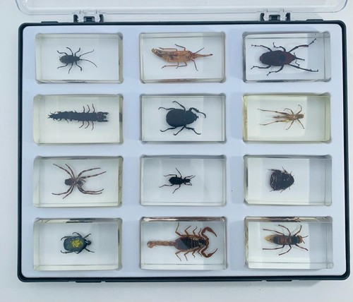 12x insekten sammelbox - 12x,