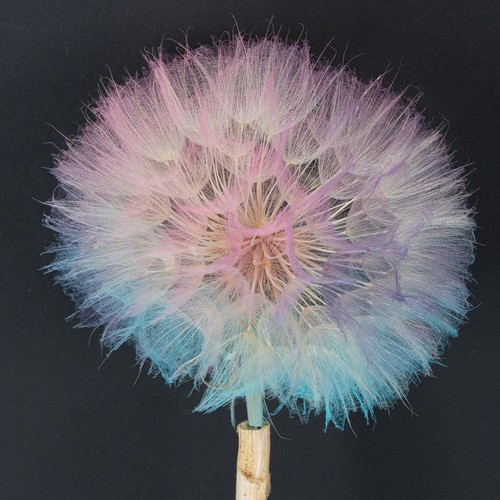 Trockenblumen deko pusteblume - deko,