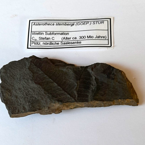 Pflanzenfossil pflanzenteil - pflanzenfossil,