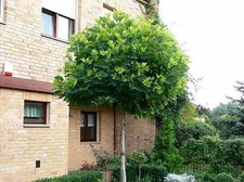 Kugelpantane Platane ALPHEN'S