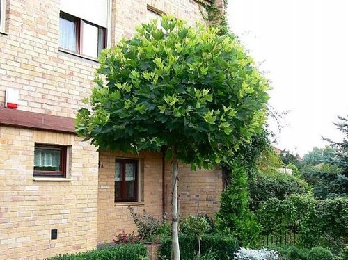 Kugelpantane platane alphen - kugelpantane,