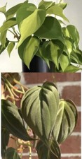 Philodendron Combo 6 Cuttings