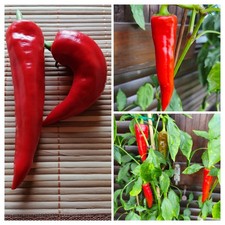 🌶Chilli Samen Sweet Banana - 50 Samen-Ernte 2025-keinerlei Dünger o. Pestizide 