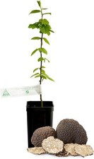 Trüffelbaum – zweijähriger Baum mit Burgunder-Trüffel, französische Top-Qualität