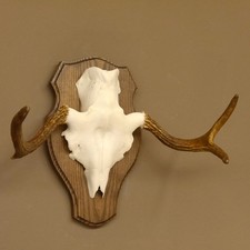 Elchgeweih kleines Elch Geweih