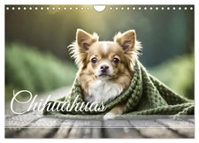 Chihuahuas - Kleine Hunde -