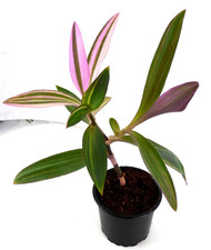 Tradescantia Pallida Variegata