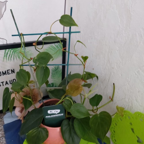Philodendron scandens