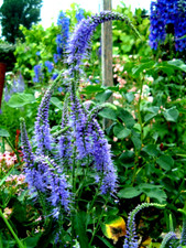 Ehrenpreis, Kerzenveronica