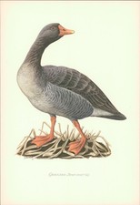 Kunstdruck - Offsetdruck. Karl Grossmann: GRAUGANS (Wildgans) - Anser anser (Lin