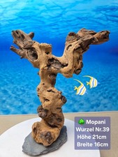 🌳 TOP Aquarium Mopani Wurzel 🏝  auf Schieferplatte