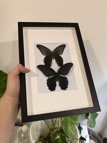 Papilio protenor cramer - papilio, –