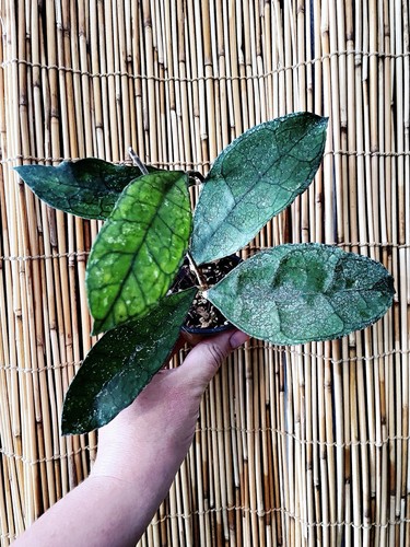 Rare hoya finlaysonii dark - hoya,