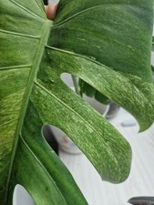 Monstera jungle mint - monstera,