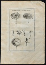 1719 - Zahn Löwe ( Dens