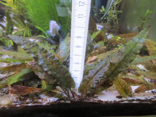 Aquarium wasser pflanze - wasser,