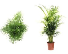 Goldfruchtpalme floraself - goldfruchtpalme,