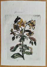 Maria Sibylla Merian