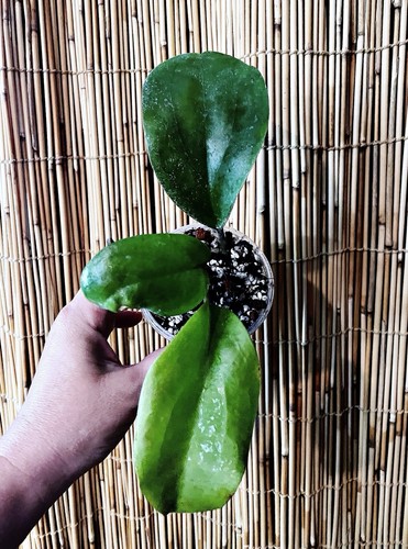 Rare hoya hanhiae - rare, pink